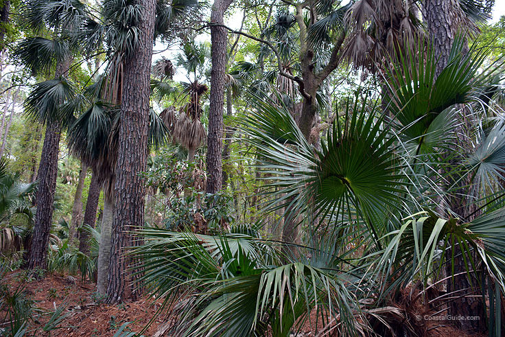 Palm forest at Hunting island State Park