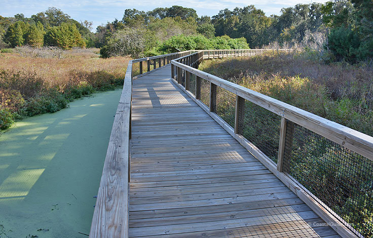 Cypress Wetlands boardwalk is a great place to see alligators