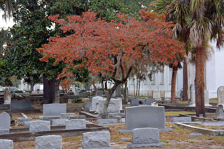 Cemetery outside St. Helena's in Beaufort SC
