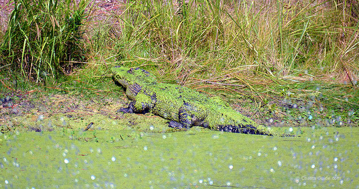 Alligator on the shore of a pond