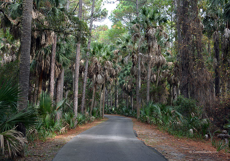 Driving through the palm forest