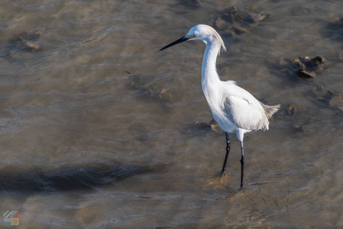 Hunting Island State Park