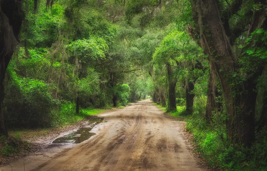 History, Marshlands & Live Oak Expedition