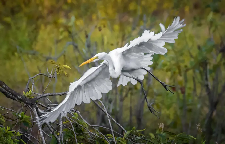 Wildlife Refuge Birding & Nature Tour