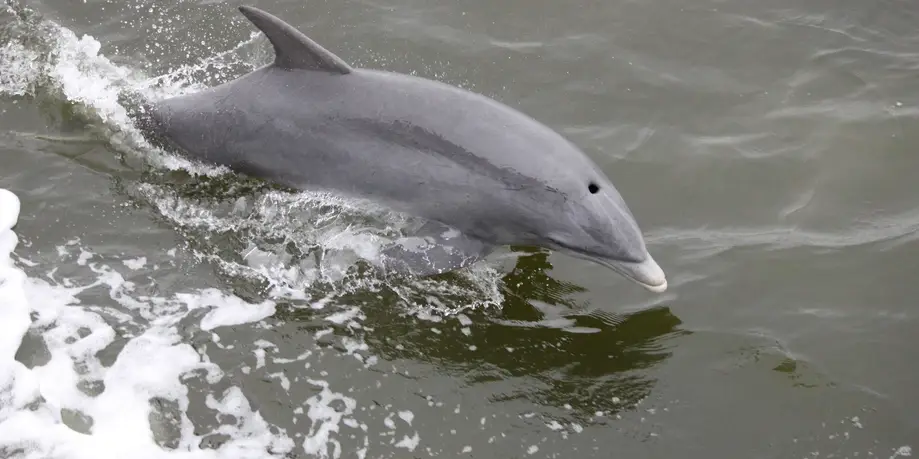 Dolphin Boat Ecotour