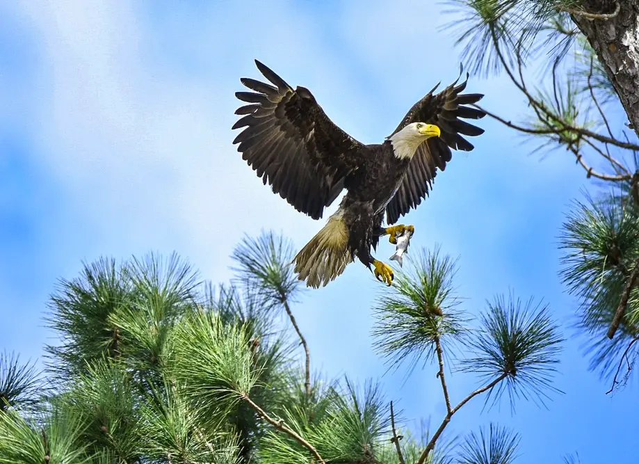 WOB - Widgeon Point Birding Tour  - Sept. 23, 2023 @ 9:00 a.m.