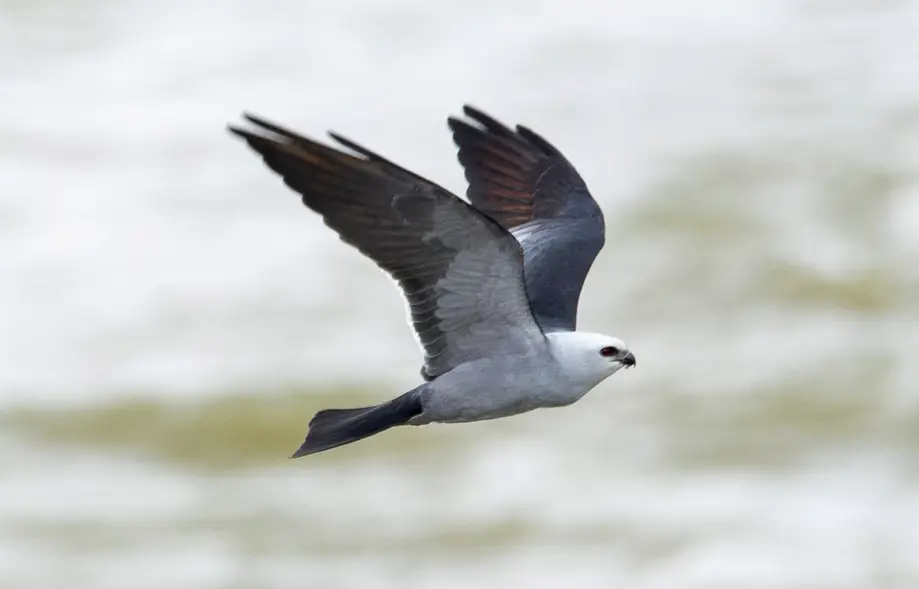 Mississippi Kite Flight