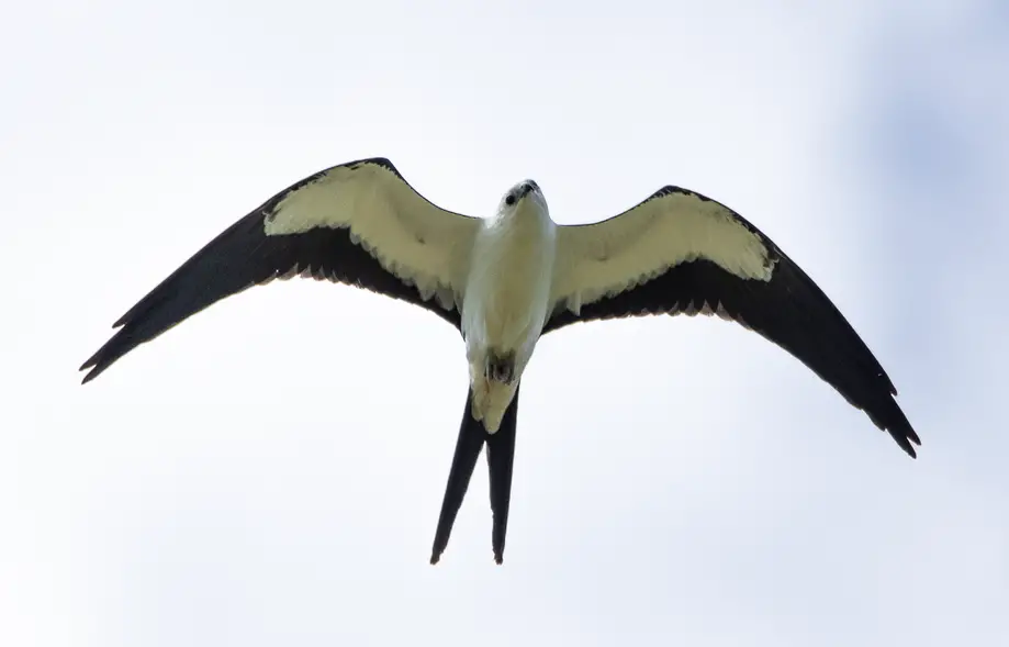 Swallowtail Kite Flight