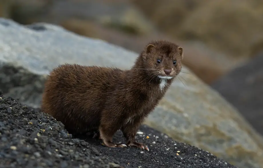 Huntington Beach Bird Safari